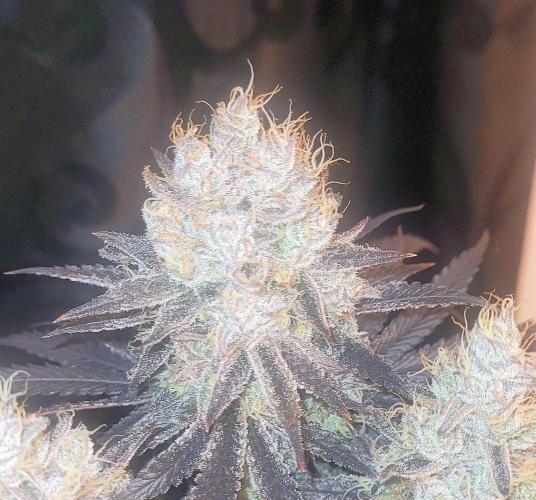 Hachibi visits Midorihagakure. Week 23