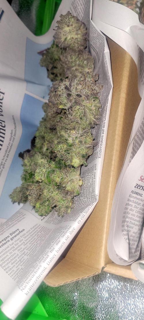 Hachibi visits Midorihagakure. Week 24