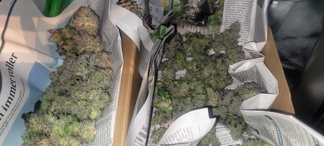 Hachibi visits Midorihagakure. Week 24