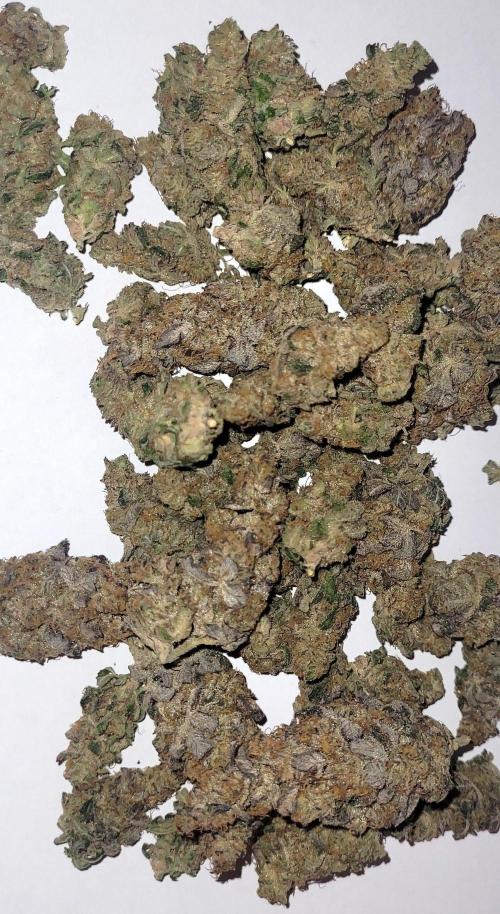 Hachibi visits Midorihagakure. Week 24