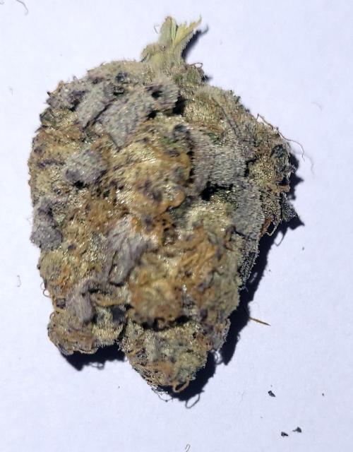 Hachibi visits Midorihagakure. Week 24