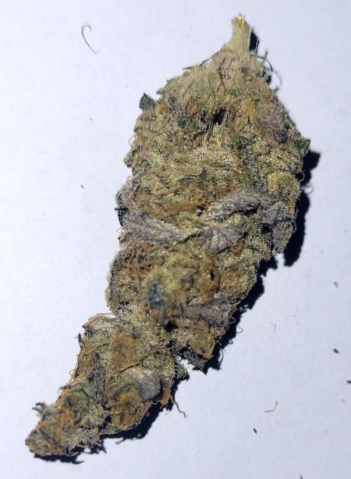 Hachibi visits Midorihagakure. Week 24