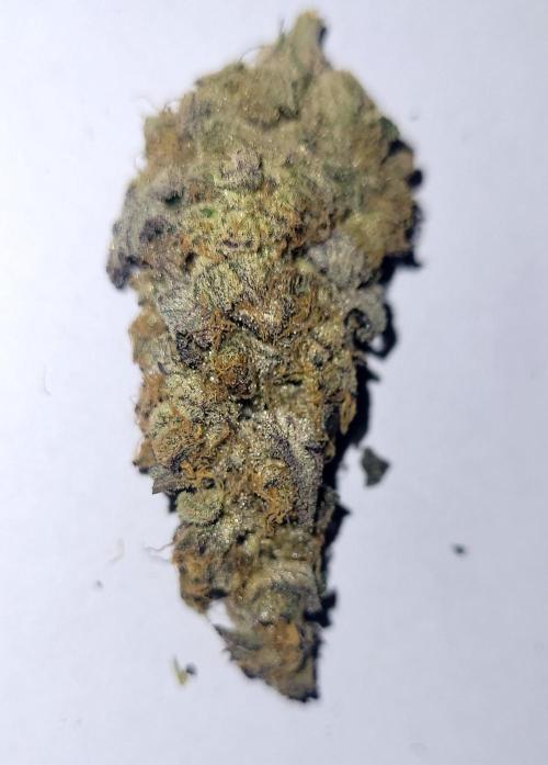 Hachibi visits Midorihagakure. Week 24