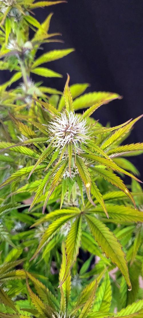 Holy Cow - Cred Jungle Punch. Week 7