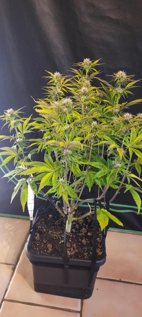 Holy Cow - Cred Jungle Punch. Week 7