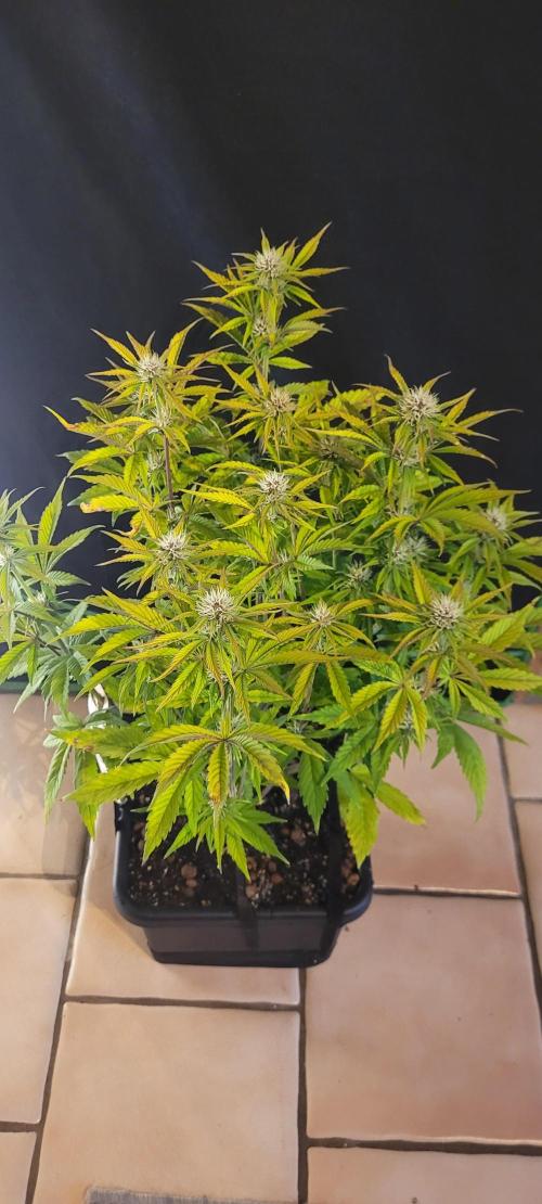 Holy Cow - Cred Jungle Punch. Week 7