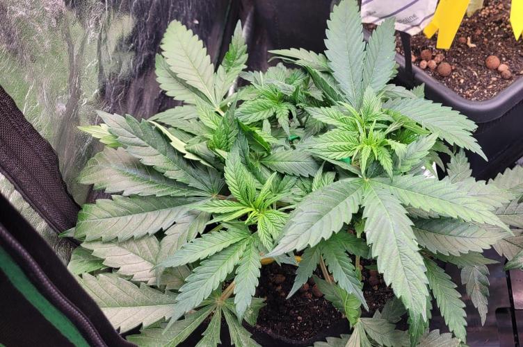 LEXX: Into the Dark Zone. Week 6 - Lexx