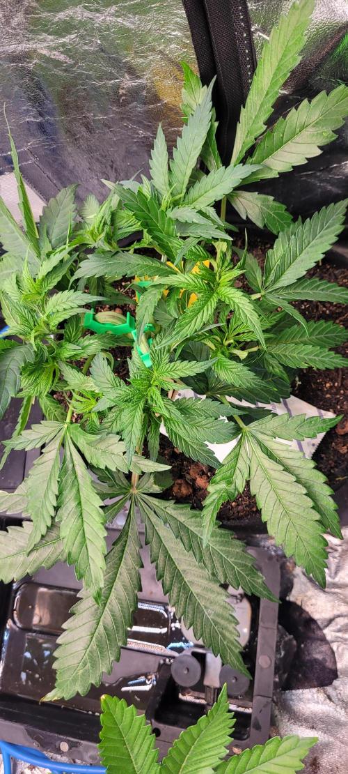 LEXX: Into the Dark Zone. Week 6 - Lexx - Defoliation