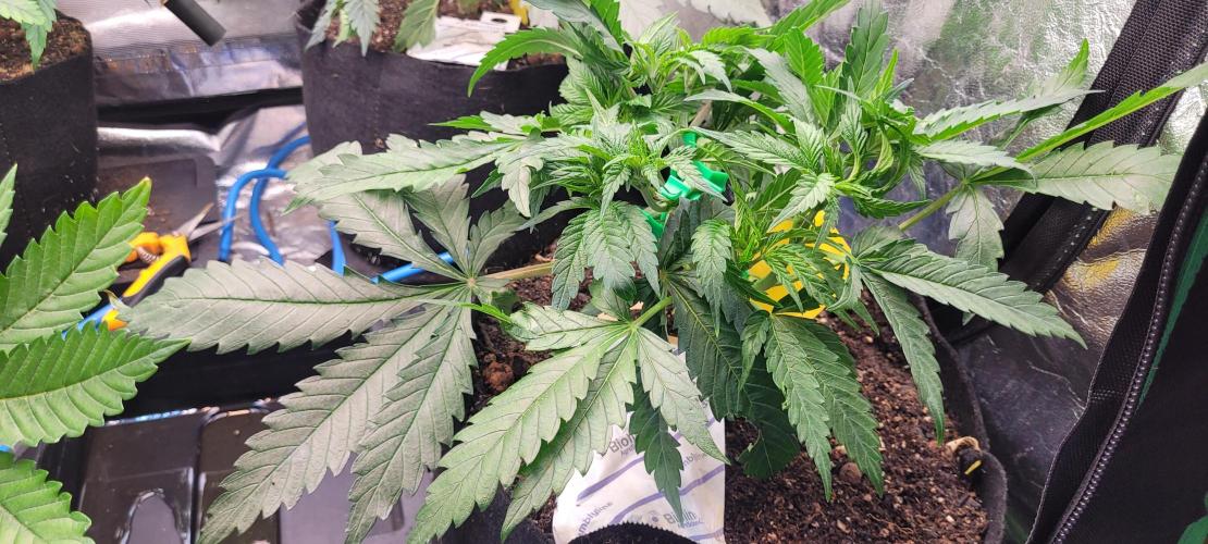 LEXX: Into the Dark Zone. Week 6 - Lexx - Defoliation