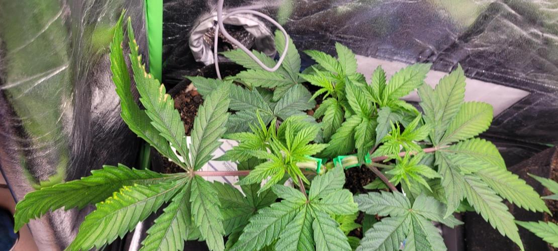 LEXX: Into the Dark Zone. Week 6 - Stanley - Defoliation