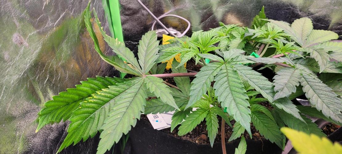 LEXX: Into the Dark Zone. Week 6 - Stanley