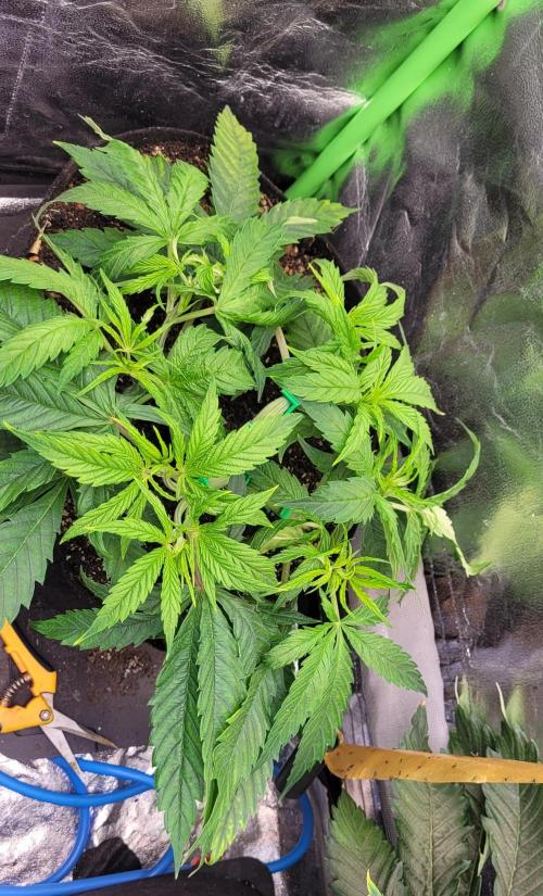 LEXX: Into the Dark Zone. Week 6 - Zev - Defoliation