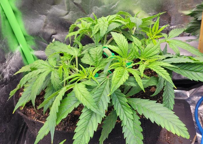 LEXX: Into the Dark Zone. Week 6 - Zev - Defoliation