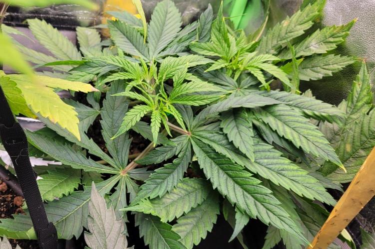 LEXX: Into the Dark Zone. Week 6 - Zev