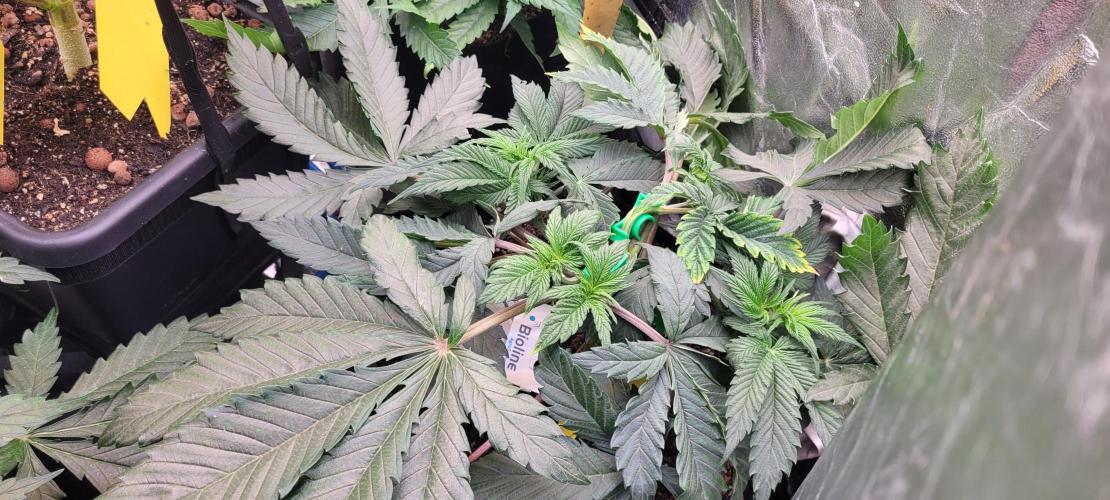 LEXX: Into the Dark Zone. Week 6 - Kai