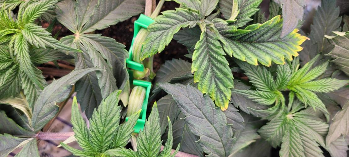 LEXX: Into the Dark Zone. Week 6 - Kai healed