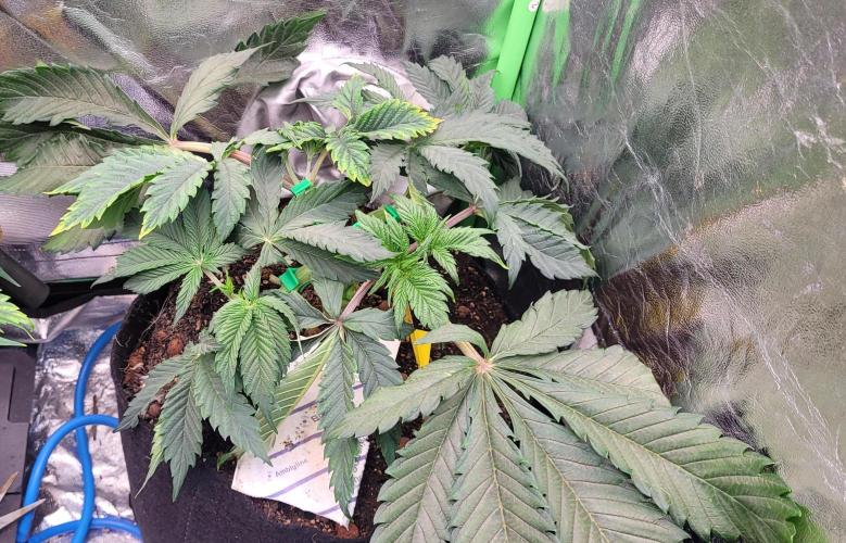 LEXX: Into the Dark Zone. Week 6 - Kai - Defoliation