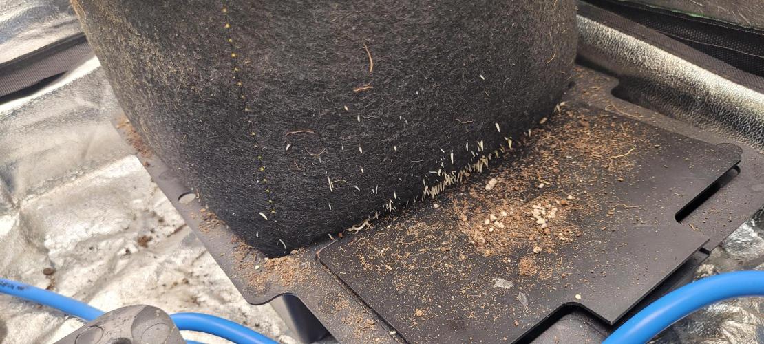 LEXX: Into the Dark Zone. Week 6 - Roots - Air pruning works