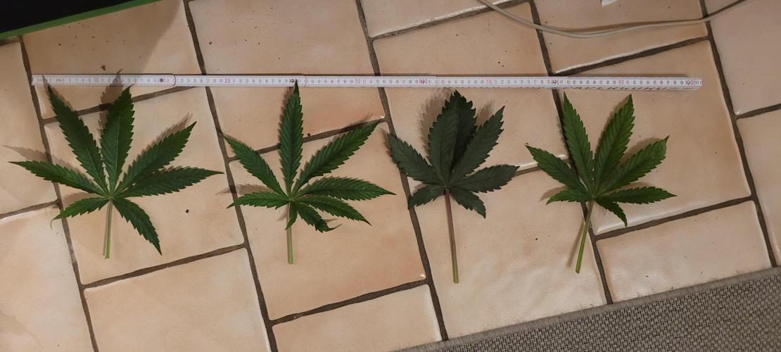 LEXX: Into the Dark Zone. Week 6 - 1m