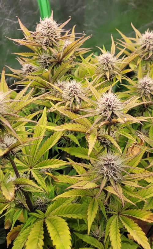 Holy Cow - Cred Jungle Punch. Week 8