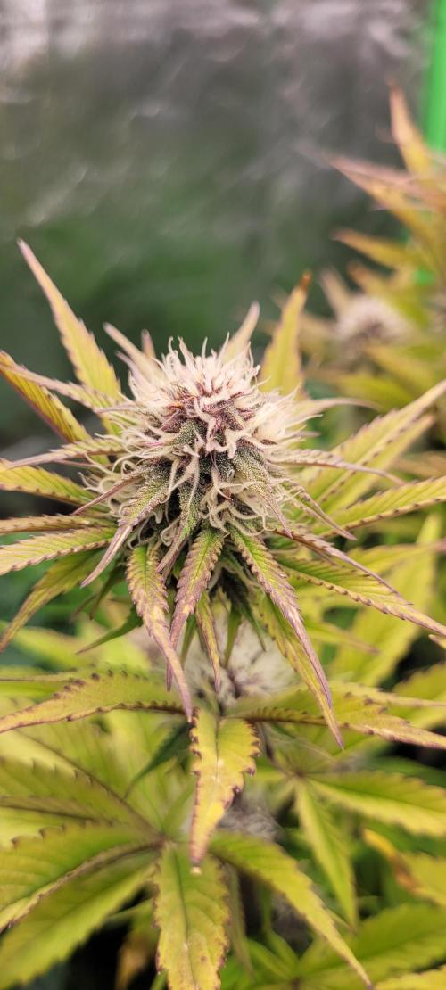 Holy Cow - Cred Jungle Punch. Week 8