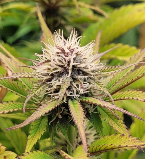 Holy Cow - Cred Jungle Punch. Week 8