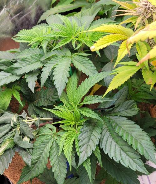 LEXX: Into the Dark Zone. Week 7 - Stanley