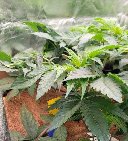 LEXX: Into the Dark Zone. Week 7 - Stanley