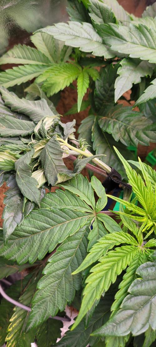 LEXX: Into the Dark Zone. Week 7 - Stanley mess up