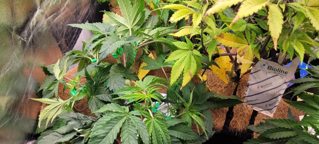 LEXX: Into the Dark Zone. Week 7 - Stanley trained