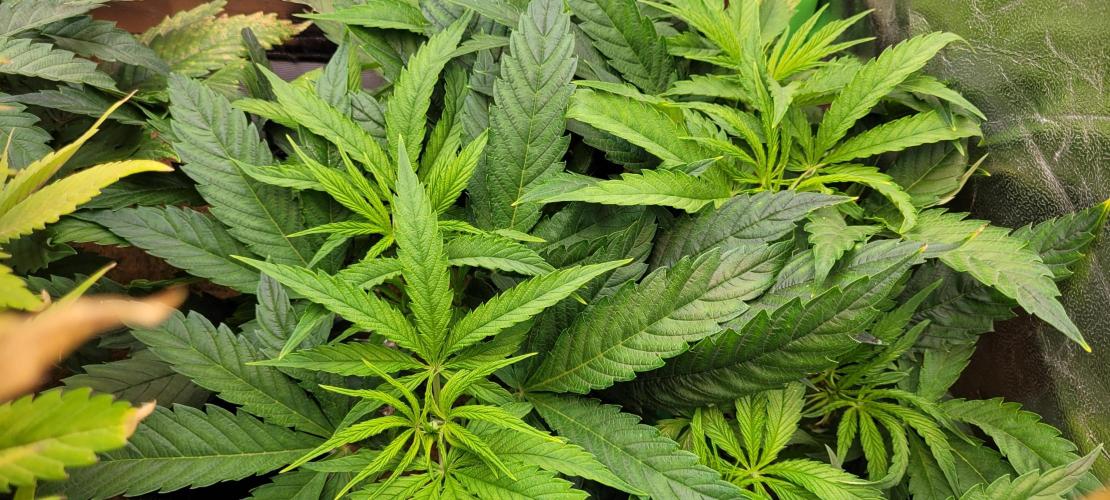 LEXX: Into the Dark Zone. Week 7 - Zev