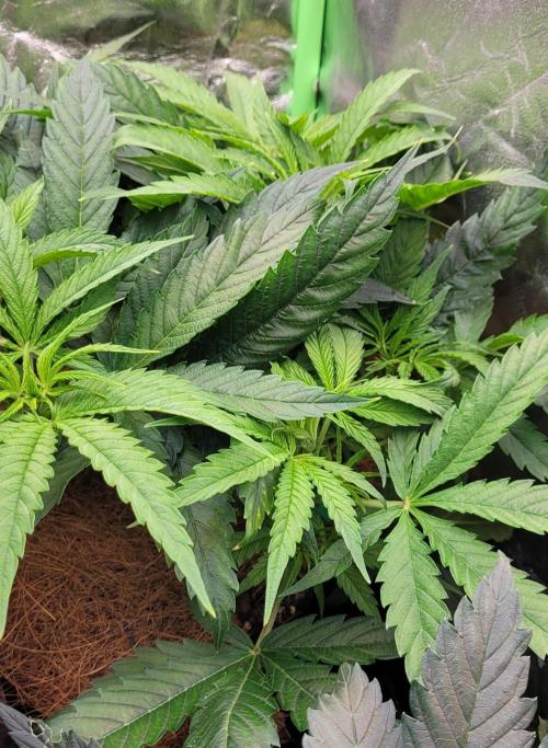 LEXX: Into the Dark Zone. Week 7 - Zev