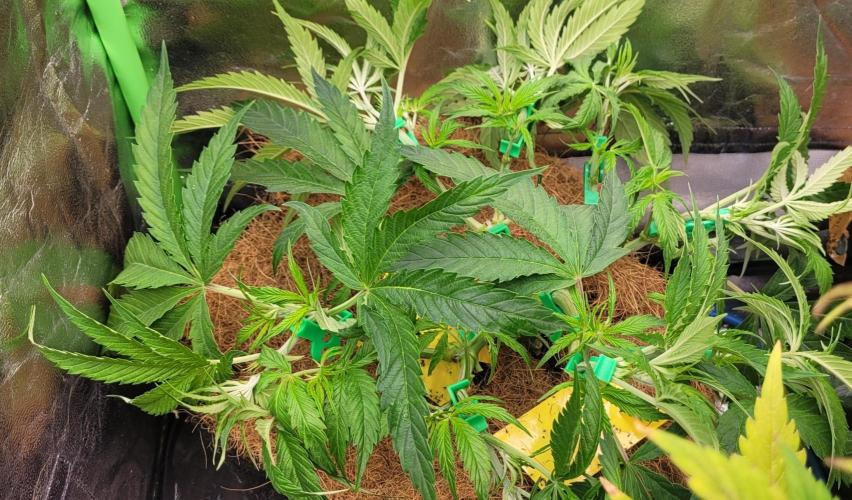 LEXX: Into the Dark Zone. Week 7 - Zev trained