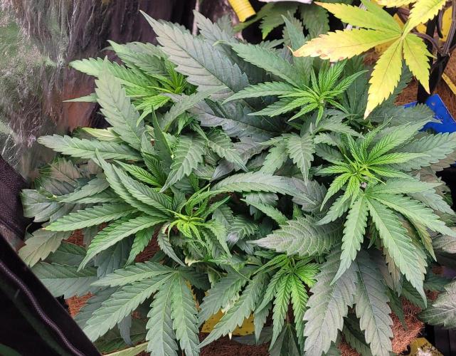 LEXX: Into the Dark Zone. Week 7 - Lexx