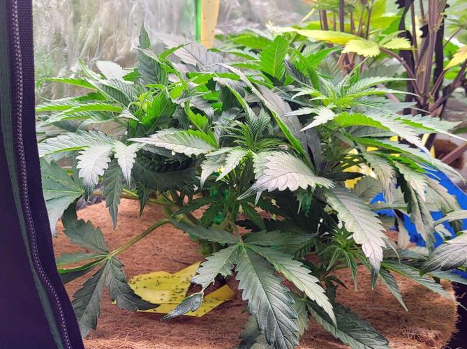 LEXX: Into the Dark Zone. Week 7 - Lexx