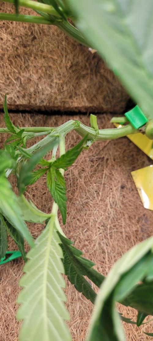 LEXX: Into the Dark Zone. Week 7 - Lexx mess up