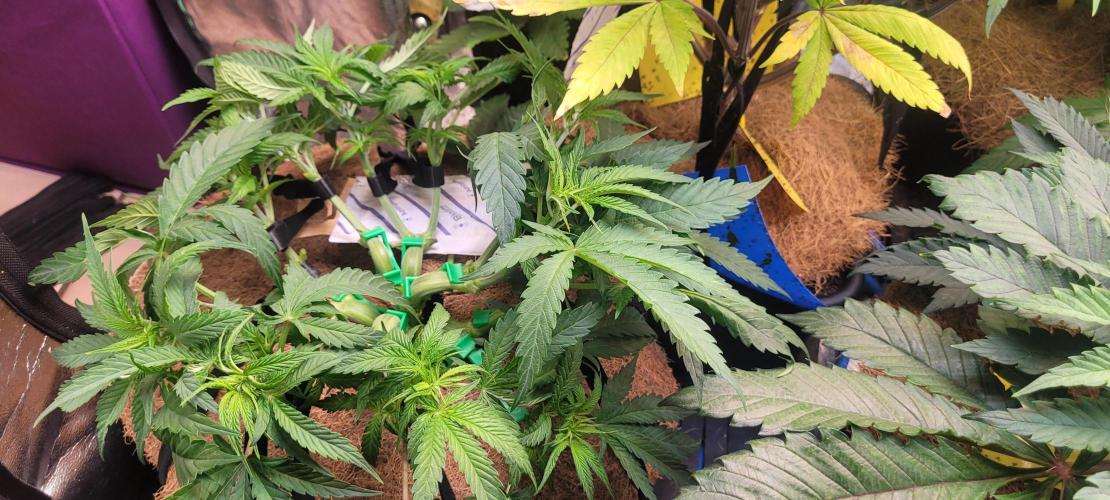 LEXX: Into the Dark Zone. Week 7 - Lexx trained