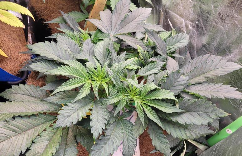 LEXX: Into the Dark Zone. Week 7 - Kai