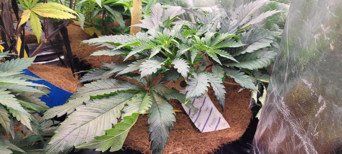 LEXX: Into the Dark Zone. Week 7 - Kai