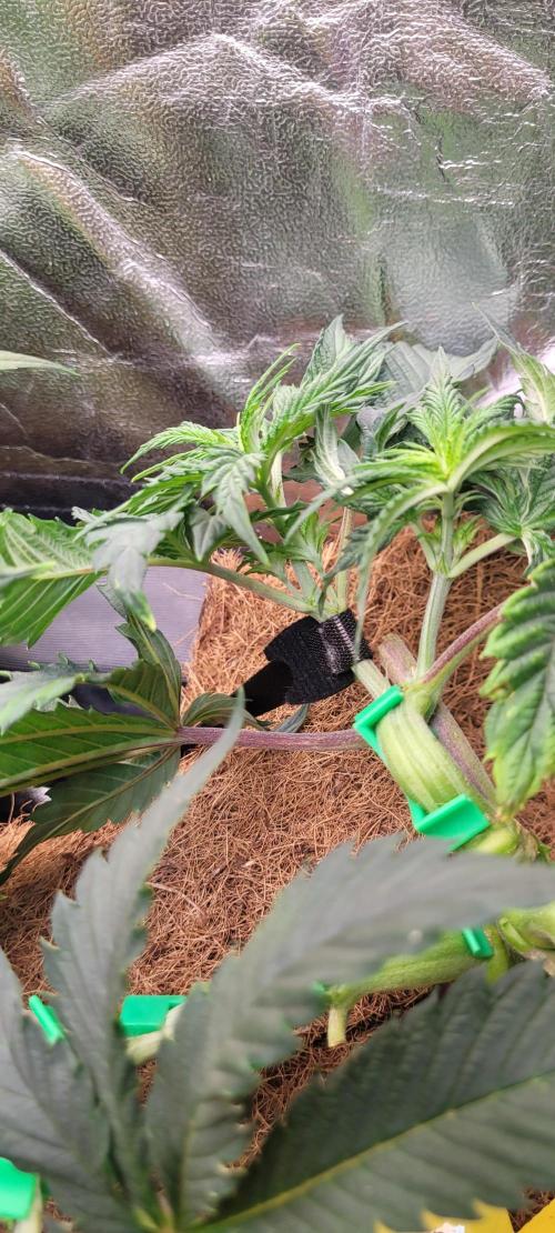 LEXX: Into the Dark Zone. Week 7 - Kai healed (right smaller shoot)