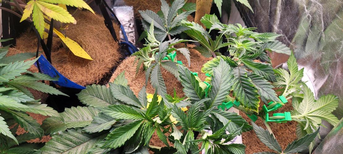 LEXX: Into the Dark Zone. Week 7 - Kai trained