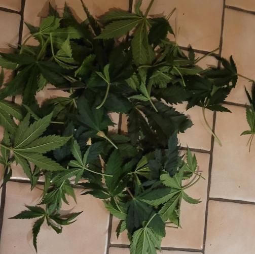 LEXX: Into the Dark Zone. Week 7 - Defoliation