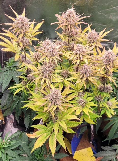 Holy Cow - Cred Jungle Punch. Week 9
