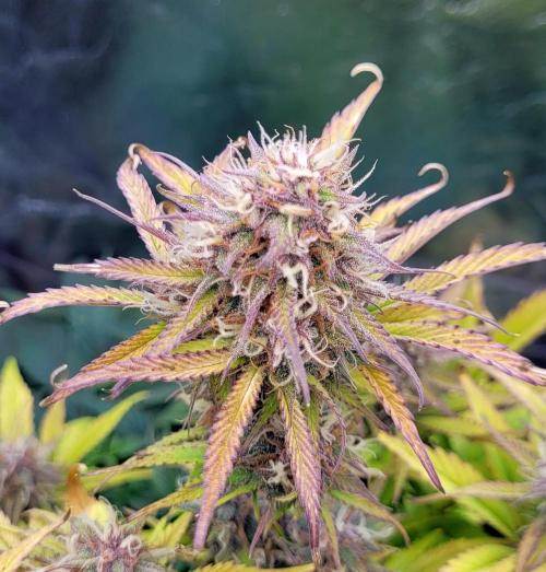 Holy Cow - Cred Jungle Punch. Week 9