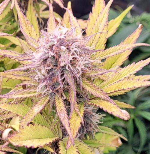 Holy Cow - Cred Jungle Punch. Week 9