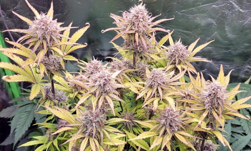 Holy Cow - Cred Jungle Punch. Week 9