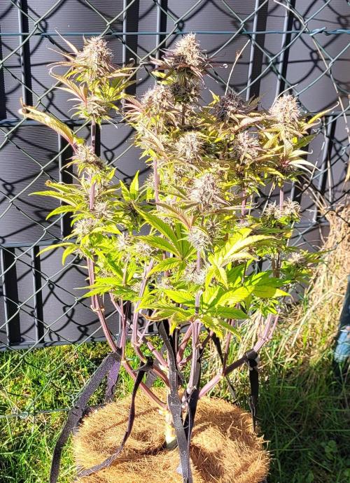 Holy Cow - Cred Jungle Punch. Week 10