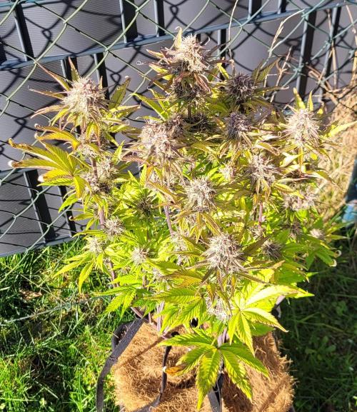Holy Cow - Cred Jungle Punch. Week 10