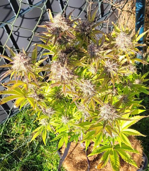 Holy Cow - Cred Jungle Punch. Week 10