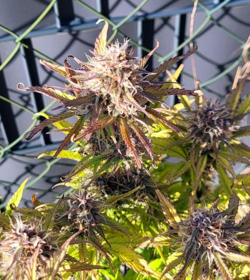Holy Cow - Cred Jungle Punch. Week 10